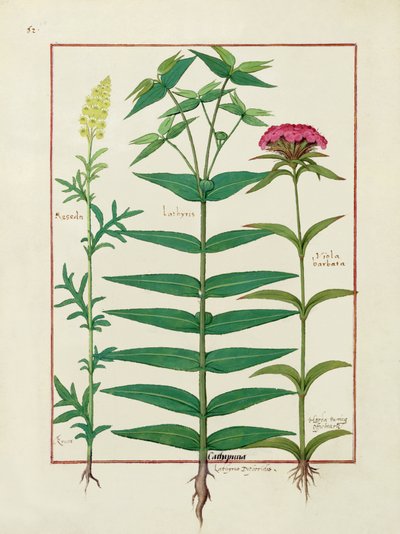 Reseda, Euphorbia en Dianthus, Illustratie uit het Boek der Eenvoudige Geneesmiddelen door Mattheaus Platearius door Robinet Testard